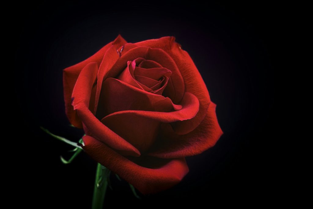 hækle en rose